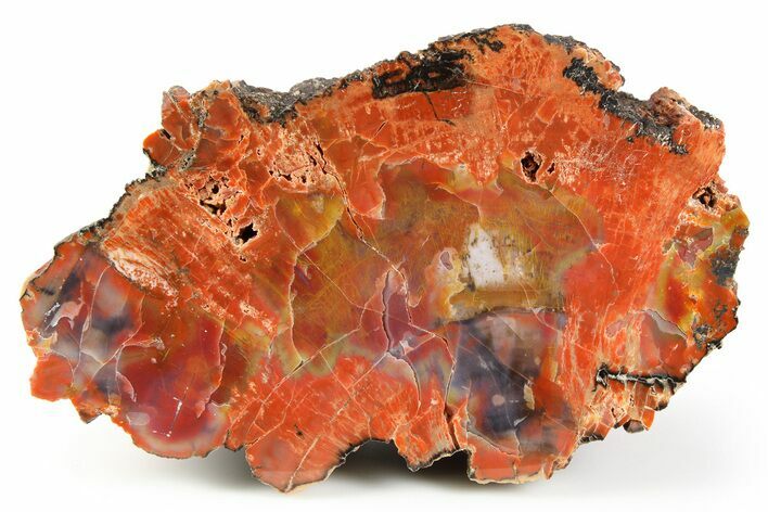 Polished, Petrified Wood (Araucarioxylon) Section - Arizona #229121